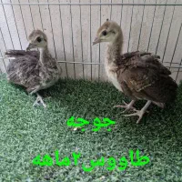 جوجه طاووس مصری ۱ ماهه و ۲ ماهه