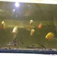 پیکاک -اسفرناموس -کوی پوست چرم|ماهی|اردبیل, |دیوار