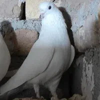 تهرانی زوردار