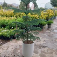 فروشنده خانم