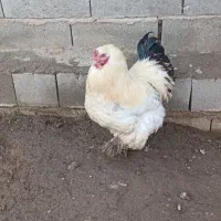 مرغ و خروس برهما|حیوانات مزرعه|چهاربرج, |دیوار