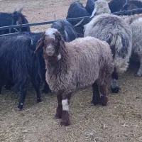 بره وکهره|حیوانات مزرعه|مرودشت, ده بید|دیوار