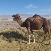 3تا شتر|حیوانات مزرعه|ریگ ملک, |دیوار