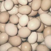 تخم مرغ محلی