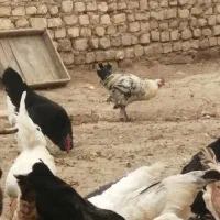 5عدد خروس بومی جوان و سرحال