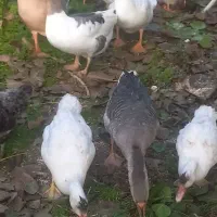 فروش غاز|حیوانات مزرعه|چاف و چمخاله, |دیوار