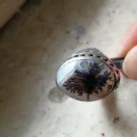 انگشتر شجر تک درخت قائن