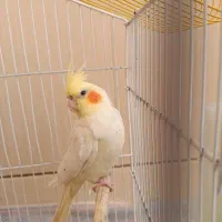 عروس هلندی|پرنده|بافق, |دیوار