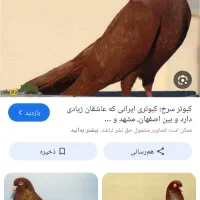 کفتر گم کردم