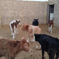 10راس سمینتال درجه یک 150کیلوی|حیوانات مزرعه|رامند, |دیوار