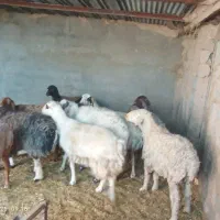 ۹ راس میش آبستن گلچین خوب بفروش میرسد