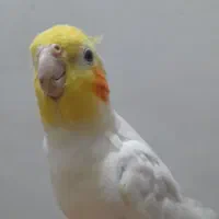 عروس هلندی نر