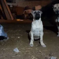 ماده سرابی چهار ماهه