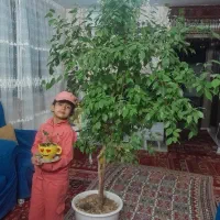 درختچه بنجامین آمستر سروزینتی|گل و گیاه طبیعی|گلبهار, شهر جدید گلبهار|دیوار