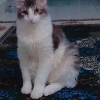 اسمش اقای لئو هست قشنگ اسمشو میدونه|گربه|رشت, شهرک شهید مفتح|دیوار