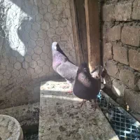 جف کن ۶طبقه با اب خوری و دون خوری ۴تومن|لوازم جانبی حیوانات|فلاورجان, |دیوار