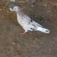 کبوتر سرول ماده