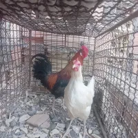 مرغ و خروس