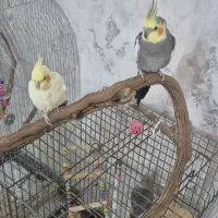 عروس هلندی