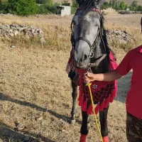 اسب مادیون|اسب و تجهیزات اسب‌سواری|اردبیل, |دیوار