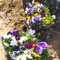 بنفشه F2|گل و گیاه طبیعی|پاکدشت, پاکدشت (مامازند)|دیوار