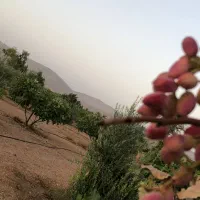فروش باغشهری|فروش زمین و ملک کلنگی|شیراز, حافظیه|دیوار