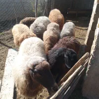 گوسفند‌فروشی‌