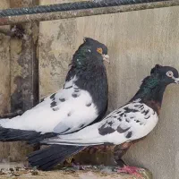 نروماده سینه سیاه