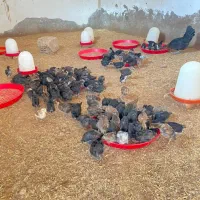 جوجه مرغ عربی درسوسنگرد