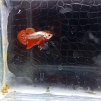 انواع نژاد ماهی فایتر|ماهی|نجفآباد, ویلاشهر|دیوار