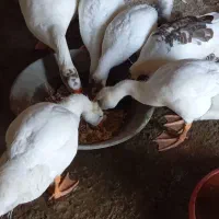 غاز