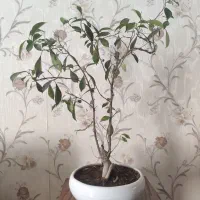 بنسای/بن سای 9 ساله ارتفاع بدون گلدان 60 سانت