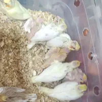 جوجه عروس هلندی|پرنده|مشهد, شهید آوینی|دیوار