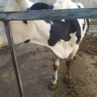 گاو‌شیری‌‌