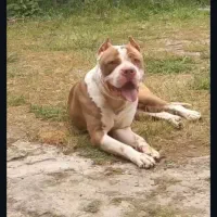 واگذاری پیتبول نراصیل|سگ|بابل, |دیوار