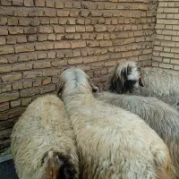 میش قوچ بره|حیوانات مزرعه|یاسوج, |دیوار