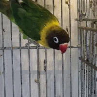 جفت یخ زرد اورجینال با جوجه