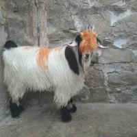 بیگ‌نر|حیوانات مزرعه|مسجد سلیمان, |دیوار