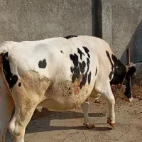 گاو آبستن