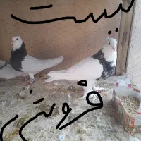 کفتر طوق طوقی پشت|پرنده|بیرجند, |دیوار