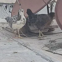 مرغ گلین مرغ رسمی و قفس تاشو