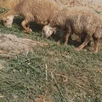 با سلام فروش ۲۱ راس میش داشتی