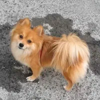 پامر روباهی