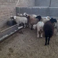 فروش 12راس شیشک داشتی/بره ماده داشتی|حیوانات مزرعه|شیراز, کوشک بیدک|دیوار