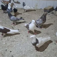 کفتر|پرنده|مشهد, عامل|دیوار