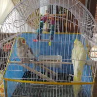 پرنده مرغ عشق نر و ماده جفت