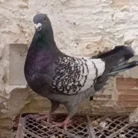 طاووسی نر|پرنده|داراب, |دیوار