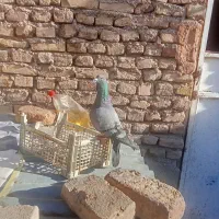 کفتر|پرنده|نیشابور, مازول|دیوار