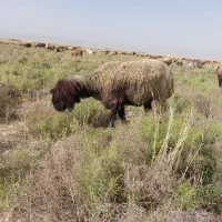 فروش ۱۷۵راس میش