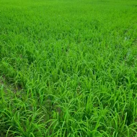 بذر برنج طارم هاشمی درجه یک